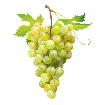 Ripe grape isolated on white. Vector illustration. 