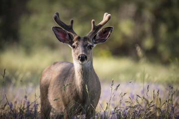 Deer in Field of Lupines