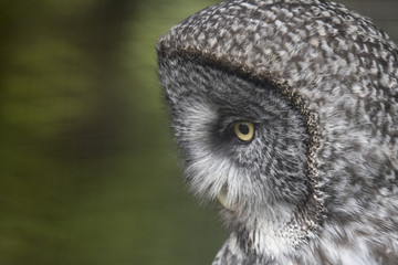 Great Gray Owl, Alaska Raptor Center