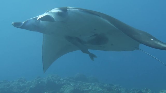 manta ray swimming in underwater