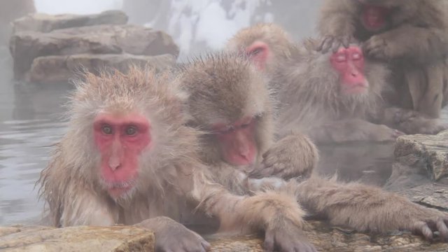 A snow monkey that enters a hot spring in winter. In Nagano Prefecture Jigokudani hot spring in Japan, wild monkeys enter hot springs.