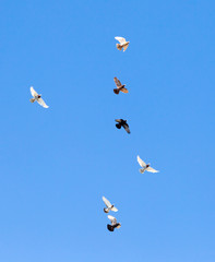 flock of pigeons on blue sky