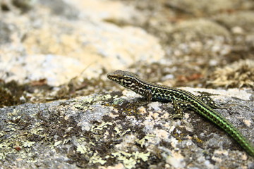 lizard on rock
