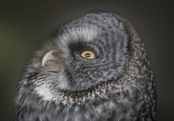 Great Gray Owl Looking Up