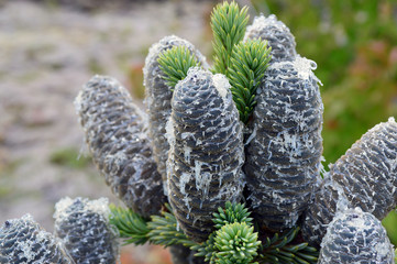 A cluster of sticky pinecones