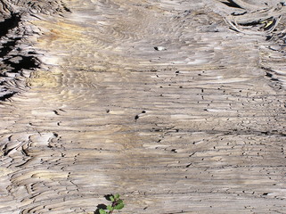 Wood