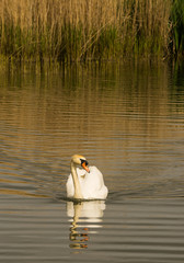 Mute Swan