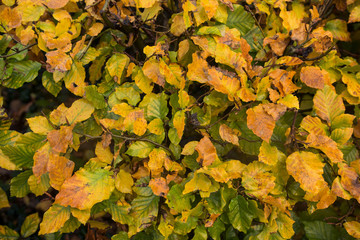 Yellow and red leaves of the autumn bush