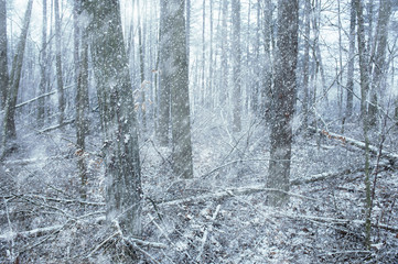 冬の雑木林