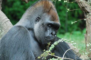 A Great Look at a Silverback Gorilla © dejavudesigns