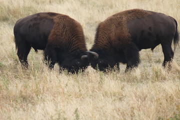 Buffalo sparring