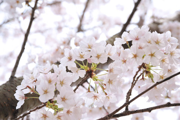 桜