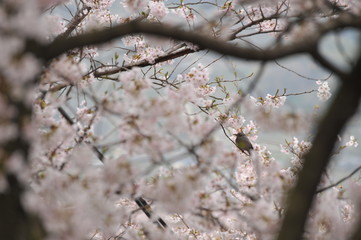 桜