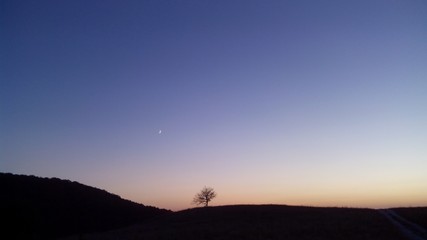 дерево на фоне закатного неба с месяцем