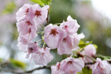 桜