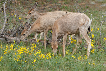 Elk calves grazing