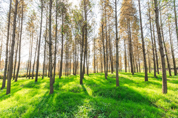 Sunbeams pour through trees in forest