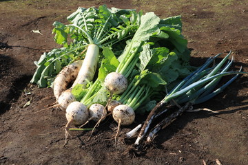 収穫した秋野菜トリオ © apple713