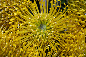 Yellow pincushion flower