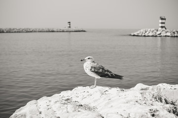 Black and white photography of seagull on rocks, sea ocean coast background outdoors