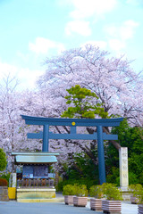 桜咲く東京世田谷松陰神社