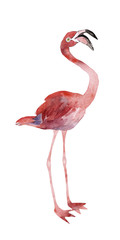 Fototapeta premium Pink flamingo isolated on a white background, watercolor