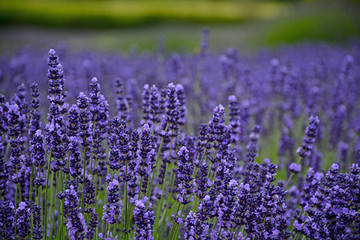 Naklejka premium Fragrant purple lavendar meadow