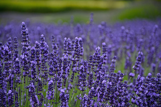 Fragrant purple lavendar meadow