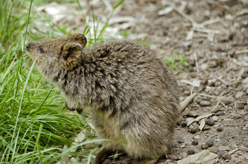quokka