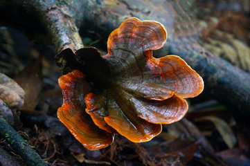  wild reishi mushroom