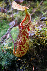  Nepenthes monkey cups