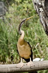 darter