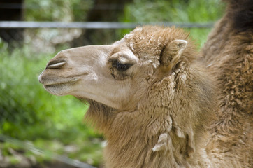 camel