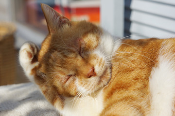 毛づくろいをする茶猫