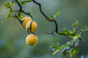 Three Bitter Oranges on Thorn Covered Branches