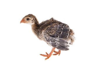 chick