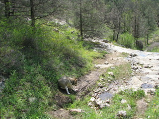 Naklejka premium Дорога в Крыму