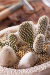 Mini cactus garden put with stone arranged in wide pot or round ceramic tray with garden tools