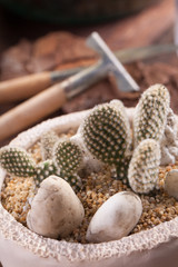 Obraz na płótnie Canvas Opuntia Microdasys cactus arranging together in white pot decorated with small rocks and sand.