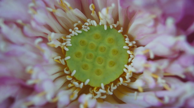 The pollen of lotus