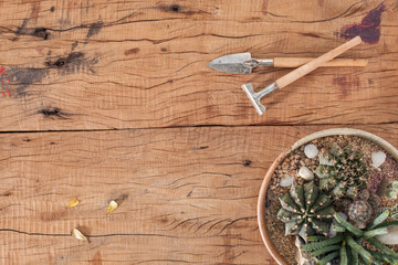 Succulent and cactus in pot and garden tools on wood texture table background with copy space