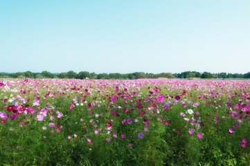 コスモス畑と秋空