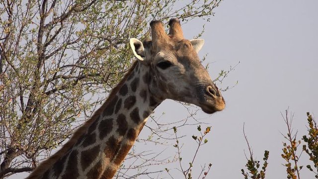 Some Giraffes in Hwange National Park (Zimbabwe) as 4K UHD footage