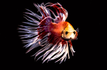 The Siamese fighting fish the freshwater fish who have amazing colourful  on body,fin and long tail