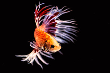 The Siamese fighting fish the freshwater fish who have amazing colourful  on body,fin and long tail