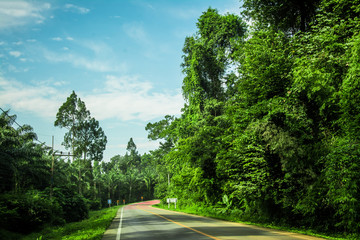 Beautiful road in the  beautiful trees
