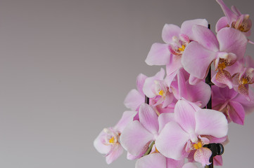 Naklejka na ściany i meble pink orchid flowers