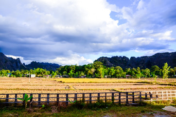 Rice filed with Lao farm agriculture 