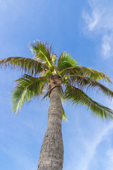 coconut tree under blue sky in sunny day