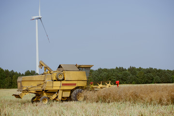 Fototapeta premium Combine harvesting the rape field